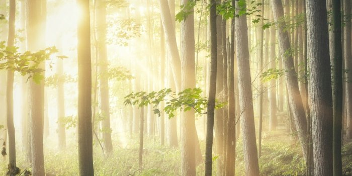 1000x1500 Forest Wallpapers: Free HD Download