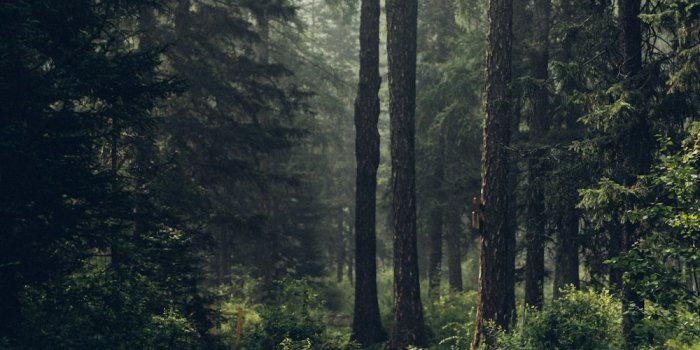 1000x1500 550+ Forest Background Pictures