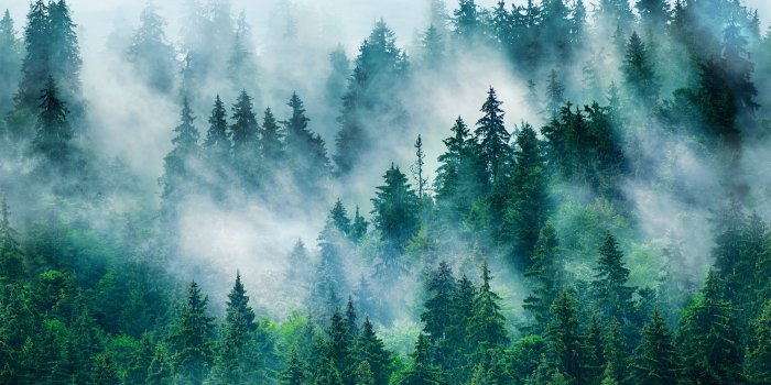 2000x1430 Foggy Pine Forest Wallpaper Mural