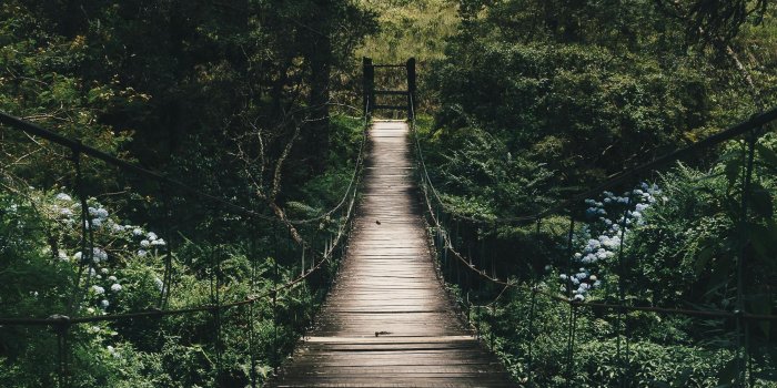 1999x2998 Forest Background Photos, Download The