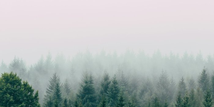 1000x1500 Forest Wallpapers: Free HD Download