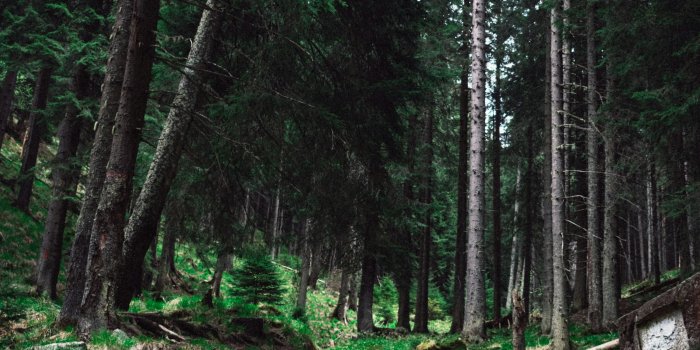 4000x6000 Forest Background Photos, Download The