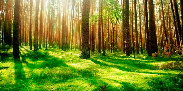 2880x1800 Daily Wallpaper: Forest Scenery | I