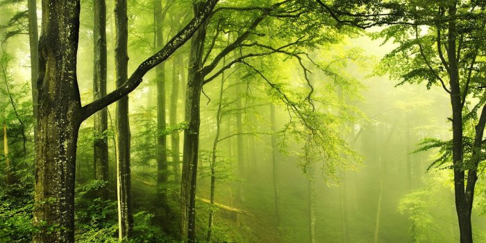 1920x1080 Download Verdant Green Forest Wallpaper