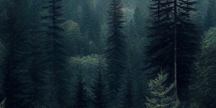 1183x2560 Coniferous Forest Aesthetic Wallpaper