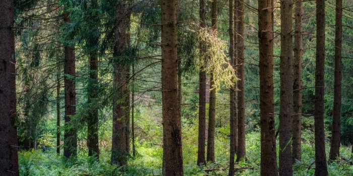 1080x1920 Top 25 Best Forest iPhone Wallpapers