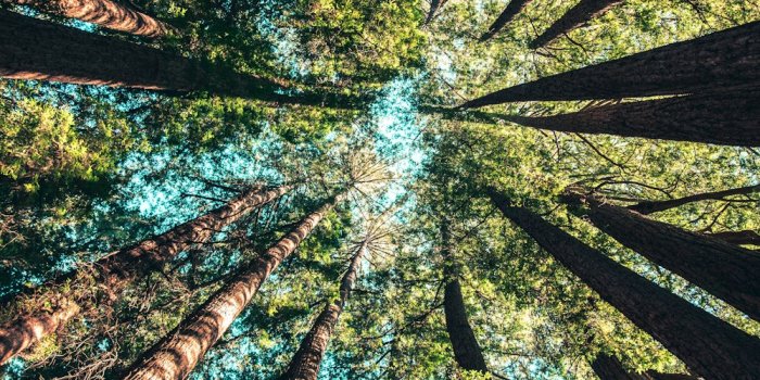 1000x1498 Forest Wallpaper Pictures | Download