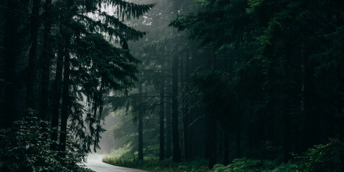 1000x1500 900+ Forest Background Images: Download