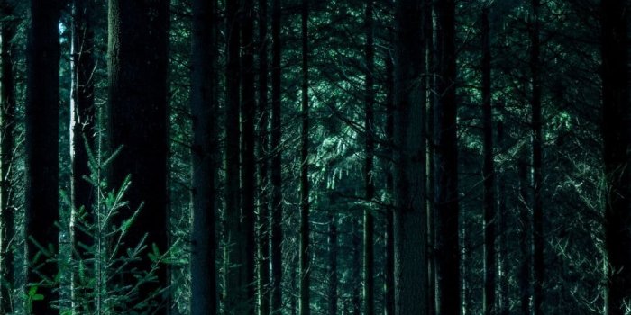 1080x1920 Top 25 Best Forest iPhone Wallpapers