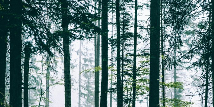 4016x6016 Forest Background Photos, Download The