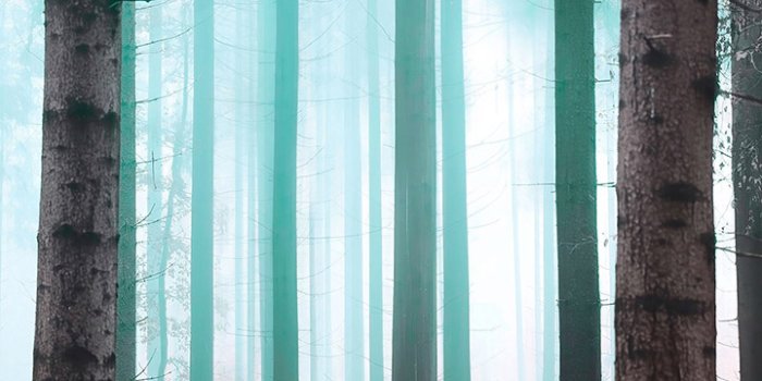 720x1560 Foggy Forest 4K Phone Wallpaper