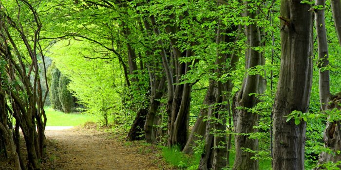 2560x1600 Forest HD [2560 × 1600] : r/wallpaper