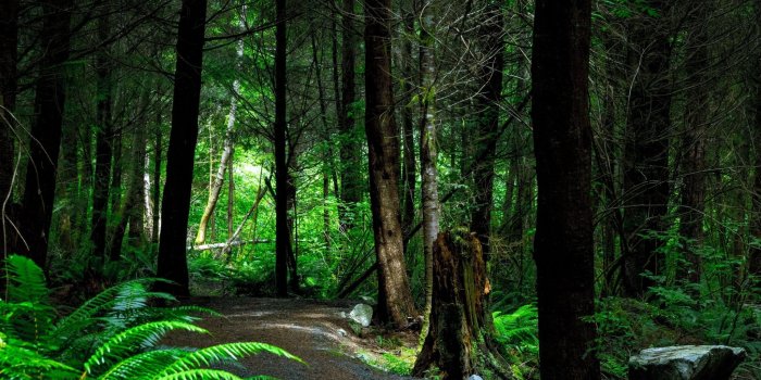 2048x2732 Forest Path Wallpaper - iPhone, Android