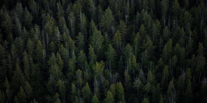 1920x1080 100+] 4k Forest Wallpapers | Wallpapers.com