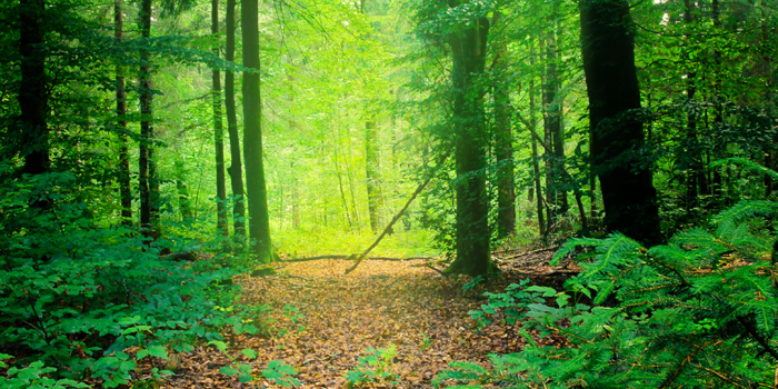 1080x1920 Forest HD Wallpaper for Android