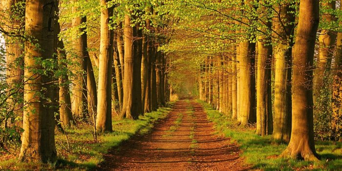 2880x1800 Forest Trail Landscape Wallpaper