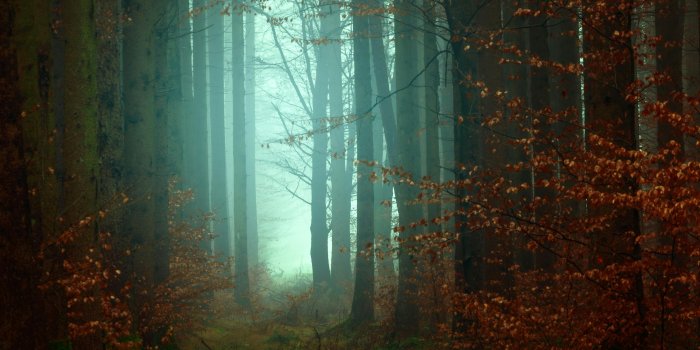 4067x2712 Dark Forest Photos, Download The BEST