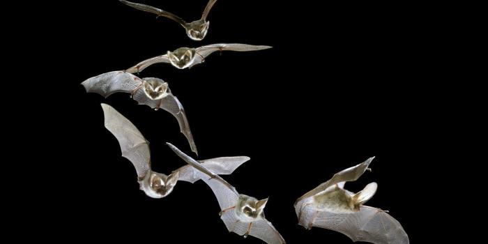 1920x1200 Animal Bat HD Wallpaper