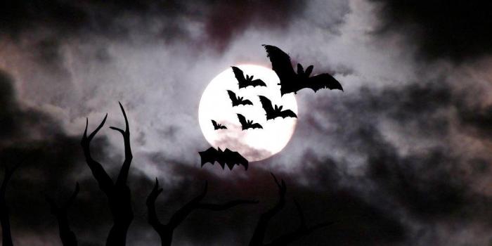 1024x1024 Halloween Bat Wallpapers