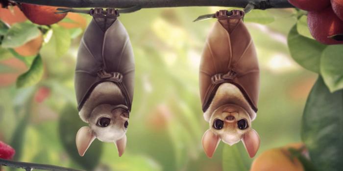 1600x1065 Cute Bats Wallpapers