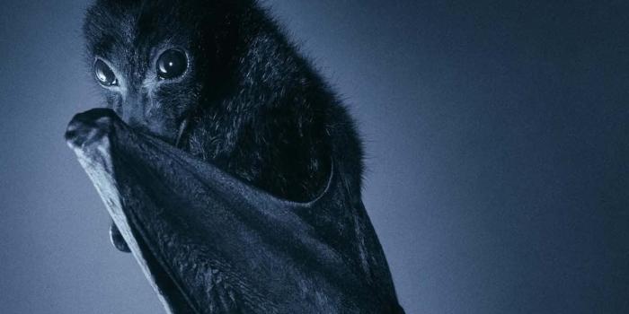 1200x900 100+] Bat Pictures | Wallpapers.com