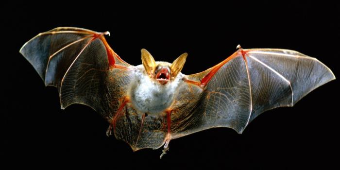 1600x1200 Wallpaper Bats animal Black background