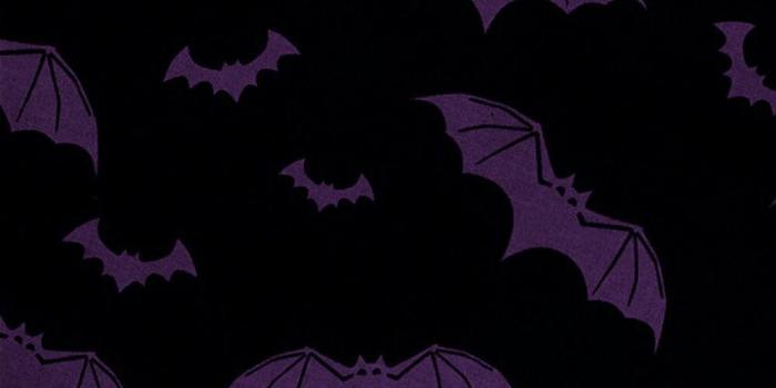 999x2048 Halloween Bat Dark Wallpapers