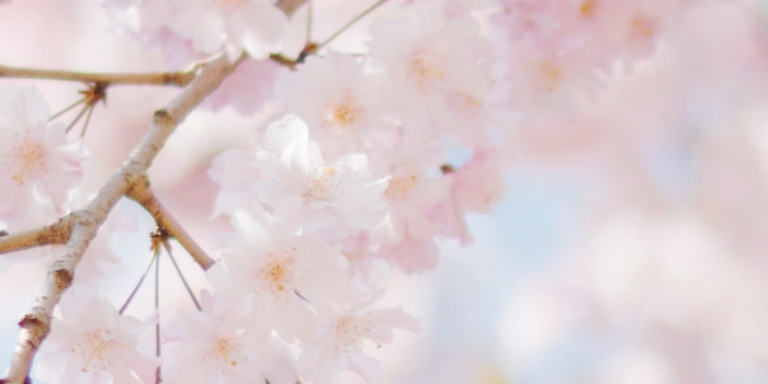 1080x1920 Spring Wallpapers - Free for you to