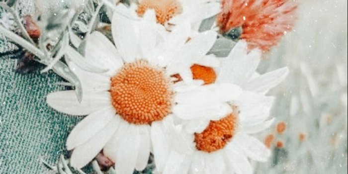 736x1162 Cute Spring Wallpapers