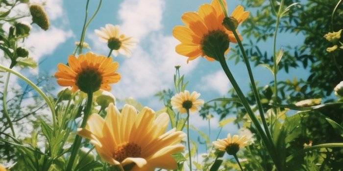 800x1427 Spring Iphone Wallpaper | Free