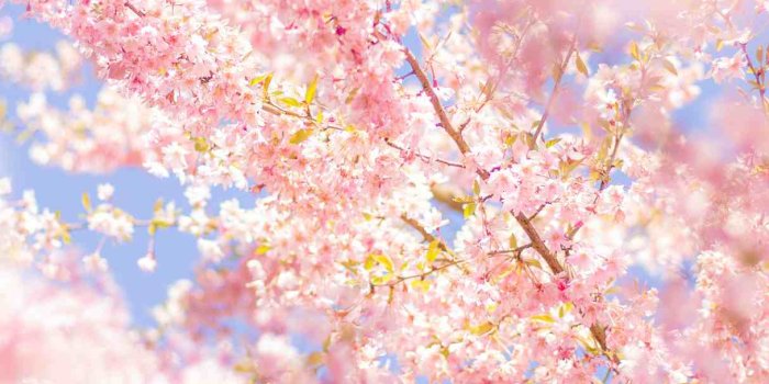 1215x2000 40+ Spring Wallpapers for iPhone - Best