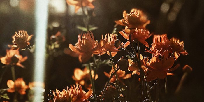 1431x1920 100 Free Spring Desktop HD Wallpapers