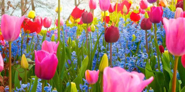 1215x2000 20+ Spring Wallpapers for iPhone - HD