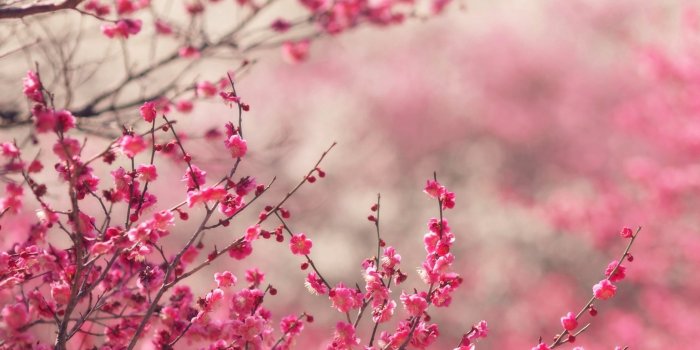 3840x2160 nf14-pink-blossom-nature-flower-spring