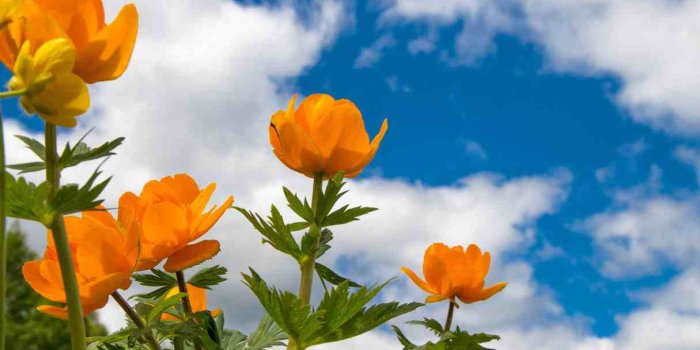 1215x2000 40+ Spring Wallpapers for iPhone - Best