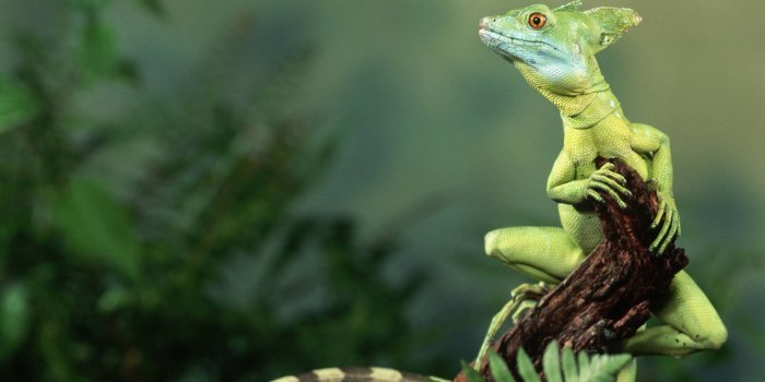 2560x1733 Lizard Pictures For Desktop