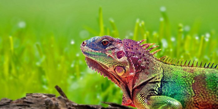 1920x1080 Lizard Wallpapers 31 Top Free Lizard