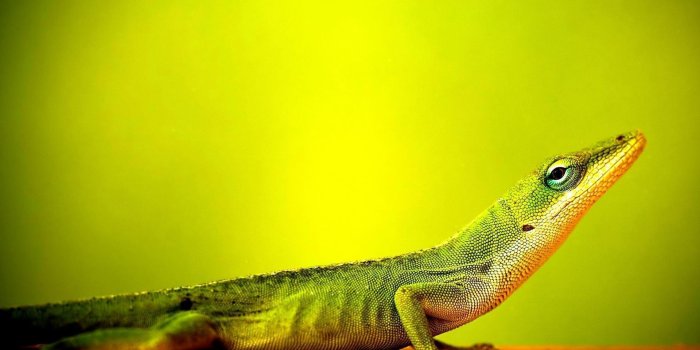 1920x1200 Lizard Wallpapers