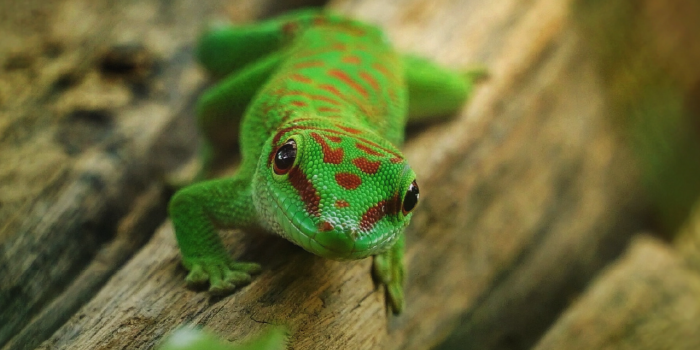 1280x800 Gecko Lizard HD Wallpapers New Tab