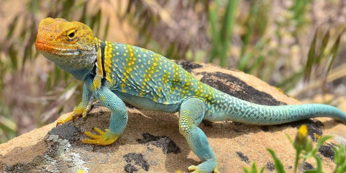 1920x1396 100+] Collared Lizard Wallpapers