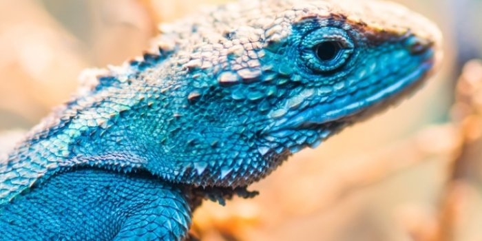 750x1334 Lizard Phone Wallpaper