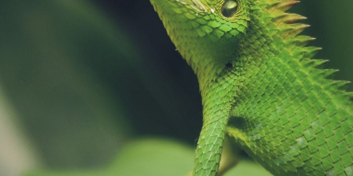 1440x2560 Pet lizards