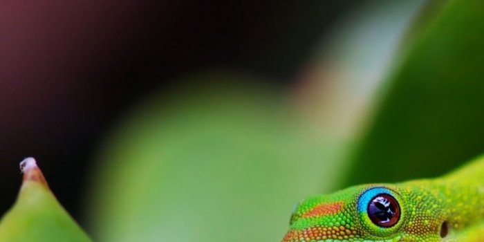 768x1024 Cute Lizard Wallpapers