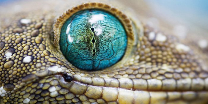 2560x1600 Animal Lizard HD Wallpaper