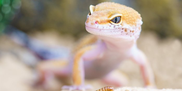 1280x854 600+ Free Gecko & Lizard Images - Pixabay