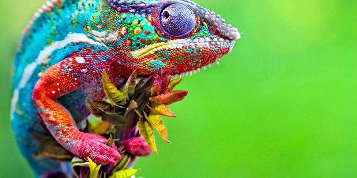 2880x1800 Chameleon, Lizard, Reptiles, Colorful