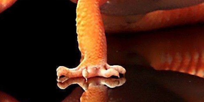 1170x2532 Cool Lizard HD Wallpapers 1920x1080