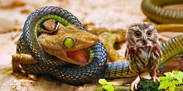 3200x2000 Lizard wallpapers for desktop, download