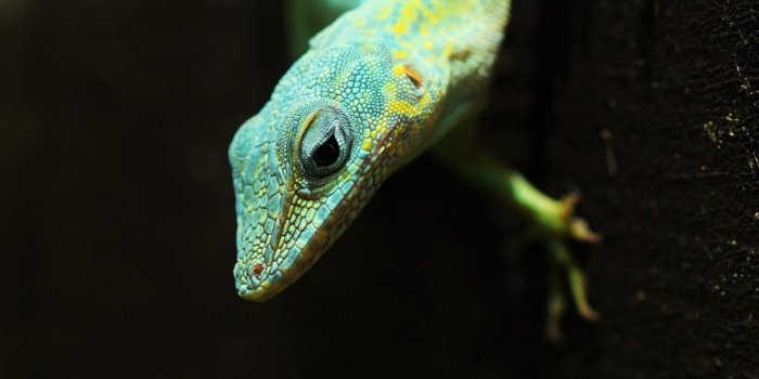 1440x2560 Lizard Wallpaper - iPhone, Android