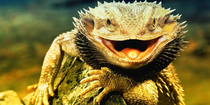 1680x1050 Lizards Wallpapers